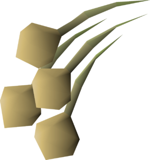 Onion seed 4 detail.png