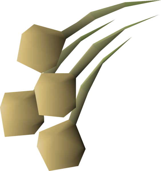 File:Onion seed 4 detail.png