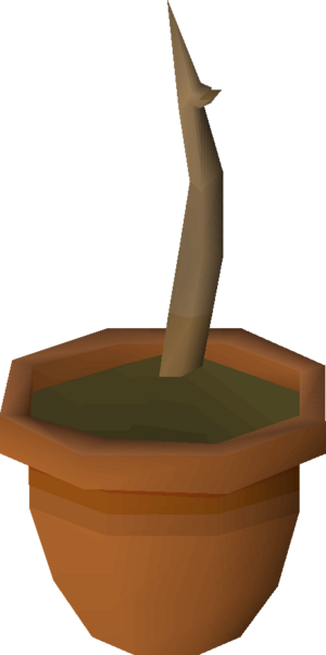 Pear tree sapling detail.png