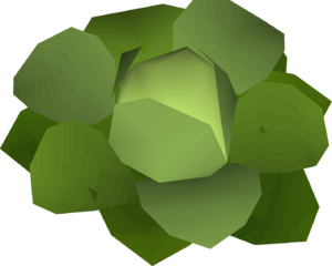 Cabbage (Draynor Manor) detail.png