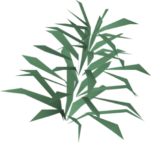 Rosemary detail.png